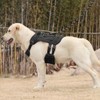 Tactical Harness for Small Dogs, Heavy Duty No Pull Dog