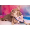 Pooch Mode Conversational Print Dog Bandana (Medium/Large)