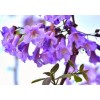 Seed-Top 450 Royal Paulownia Empress Tree Seeds Paulownia Elongata Fastgrowing