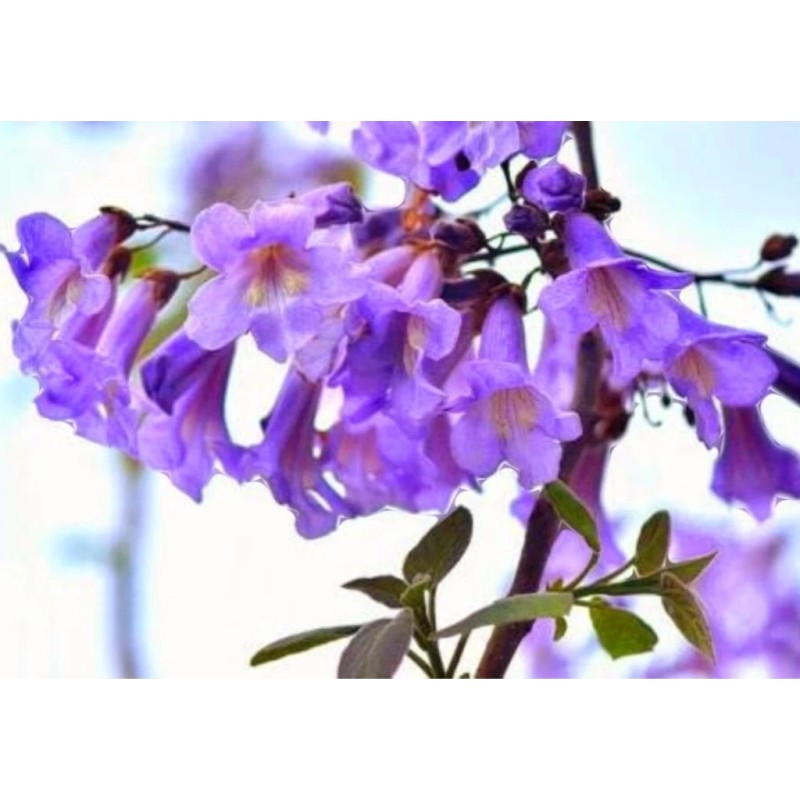 Seed-Top 450 Royal Paulownia Empress Tree Seeds Paulownia Elongata Fastgrowing