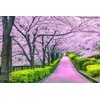 Cherry Blossom Bliss Tokyo Japan Puzzle | 1000 Piece Jigsaw
