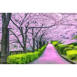 Cherry Blossom Bliss Tokyo Japan Puzzle | 1000 Piece Jigsaw Puzzle