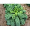 SeedsUP - 300+ Seeds Kale Bush Dinosaur Giant Cabbage -