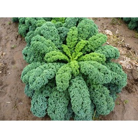 SeedsUP - 300+ Seeds Kale Bush Dinosaur Giant Cabbage - Vegetable Green