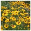 Everwilde Farms - 1 Oz Yellow Gaillardia Native Wildflower Seeds