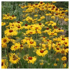 Everwilde Farms - 1 Oz Yellow Gaillardia Native Wildflower Seeds - Gold Vault