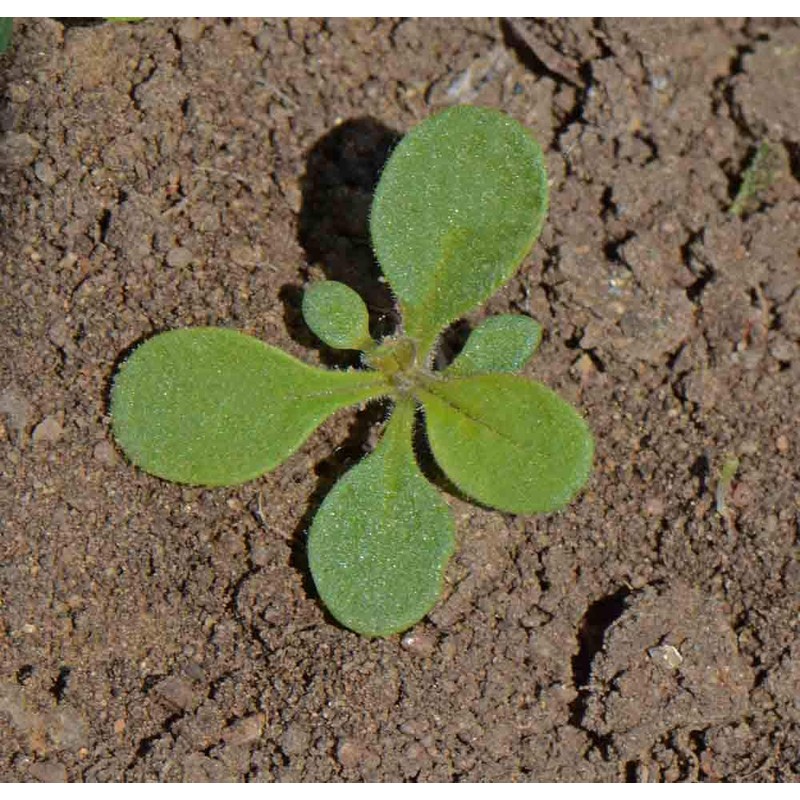 Dwarf Jewel Mix Nasturtium Flower, Pack of 500 Seeds by