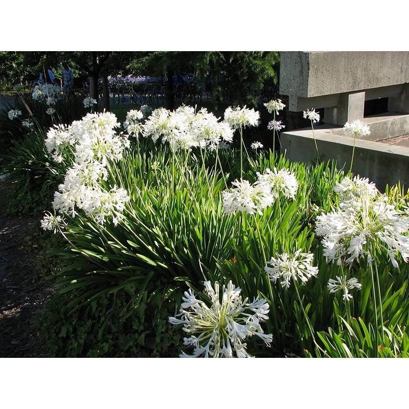 Agapanthus Getty White - 3 Live Plants - Blooming Groundcover
