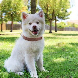 HSIGIO Padded Leather Dog Collar, Soft Breathable Adjustable Waterproof Dog Collar Leather with Durable Metal Buckle for Small Medium and Large Dogs (Large, Brown)