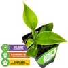Vanilla Bean Orchid Live Plant (2-Pack) - Vanilla planifolia by