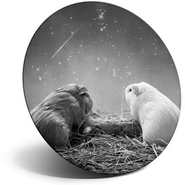 Destination Vinyl ltd Magnet for Refrigerator, Fridge BW - Cute Guinea Pig Funny Love for Office, Cabinet and Whiteboard, Magnetic Stickers, 37983