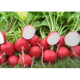 POPPA IN THE GARDEN 300 Cherry Belle Radish Seeds  NON-GMO  THANKS FROM POPPA IN IHE GARDEN