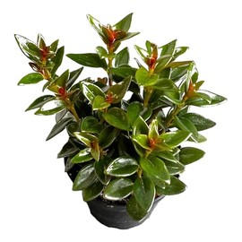 Black Goldfish Plant, adoarable Live Indoor Plant, 4 inch Pot - Hopewind Plants Shop