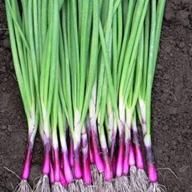 Scallion “Red Beard” – Bunching Onion Type - Resilient Green Onion Variety | Heirlooms Seeds by Liliana's Garden |