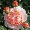 Own-Root One Gallon Spiced Coffee Hybrid Tea Rose by Heirloom