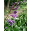 Buy Rare Seeds Hosta longipes | Funkia | Plantain Lily