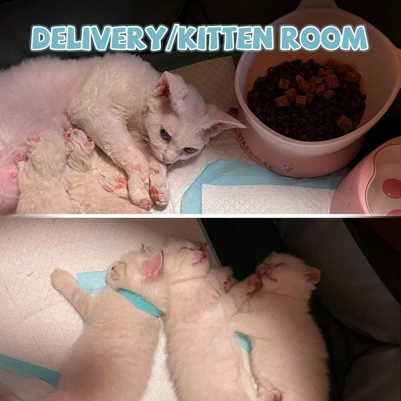 Multipurpose 29"x29" Pet Tent - Travel-Friendl