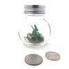 Fish Belli Mini Pet Forest Dragon with Adoption Certifcate Green
