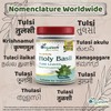 Holy Basil (Tulsi) Powder