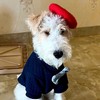 Dog Beret Hat,Pet Cap with Adjustable Elastic Strap, Dog Costume