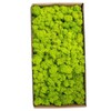 Preserved Moss Gardenning Art Wall Decor Moss Bulk Micro Landscape