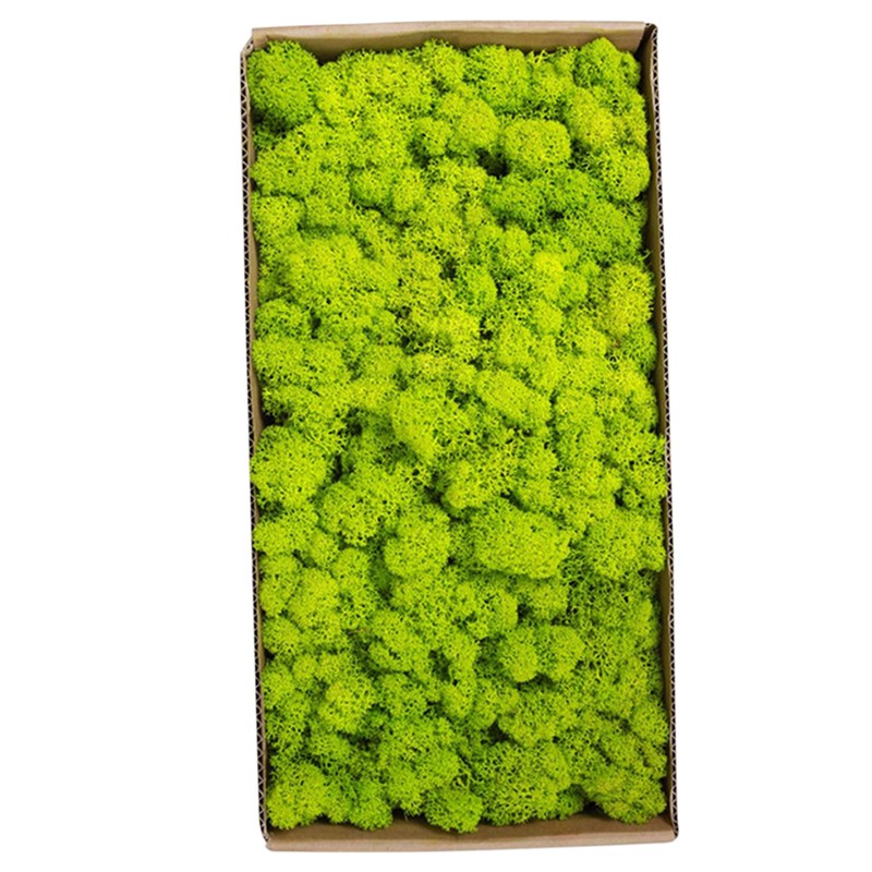 Preserved Moss Gardenning Art Wall Decor Moss Bulk Micro Landscape