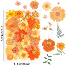 40Pcs Orange Dried Pressed Flowers for Crafts,Xinxinran Dry Flowers Kit for Resin Molds,Epoxy Resin Accessories,Bookmark,Nails, Jewelry Molds,Candle Making Supplies,Soap,Frame,Cakes