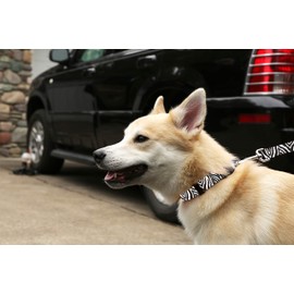 Fun Printed Dog Collar - Patterned Adjustable Dog Collars, Made in the USA - Wide Variety of Designs and Sizes