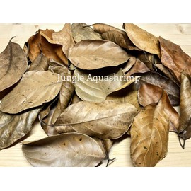 Dried Jackfruit Leaves BioFilm Discus Betta Crystal Red Cherry Shrimp Aquarium