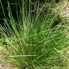 Vetiver 50ml Incent Essential Oil Essential Oil