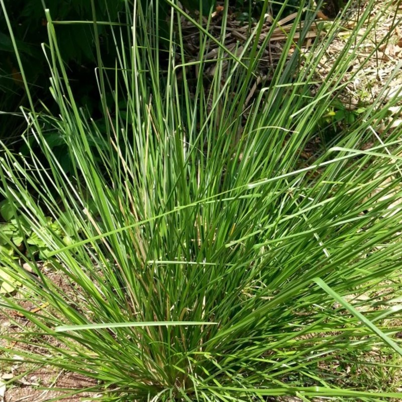 Vetiver 50ml Incent Essential Oil Essential Oil