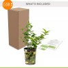 Garden State Bulb Persian Lime Tree, Citrus Live Plant (1