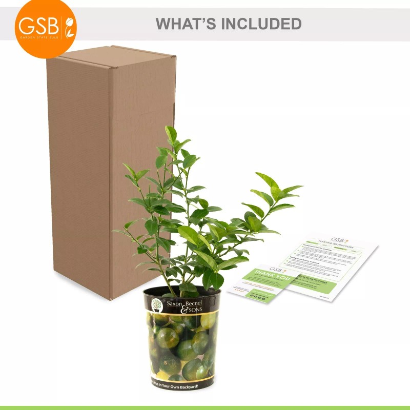 Garden State Bulb Persian Lime Tree, Citrus Live Plant (1