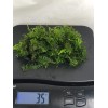 Willow Moss Christmas Moss Live Aquarium Plant Aquatic Moss 15/25/35
