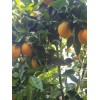 Generic Fresh, organic orange leaves. Grown in California. (30 leaves)