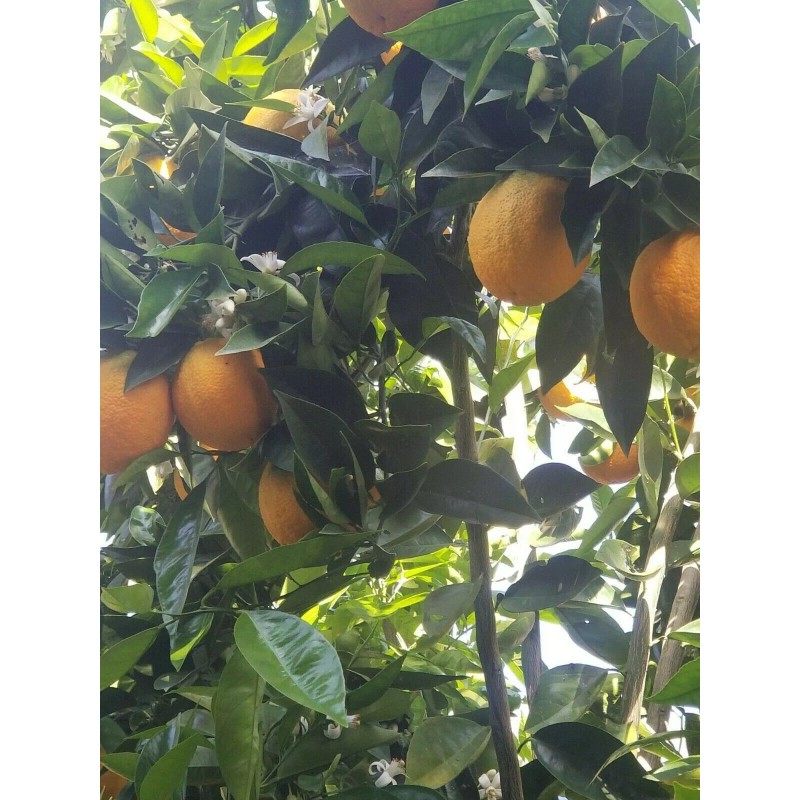 Generic Fresh, organic orange leaves. Grown in California. (30 leaves)