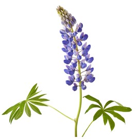 Texas & Oklahoma Wildflower Seeds Mix - Native Annuals, Perennials and Texas Bluebonnets. Non GMO Seeds.