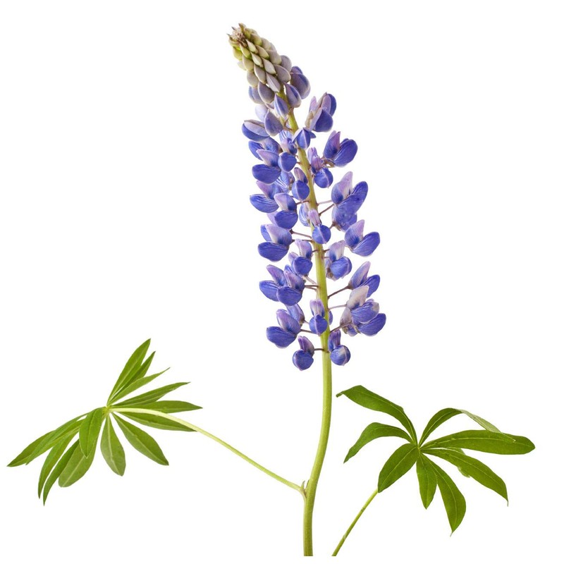 Texas & Oklahoma Wildflower Seeds Mix - Native Annuals, Perennials