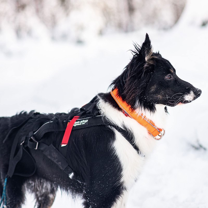 Non-Stop Dogwear Non-Stop Safe, 30