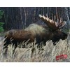 Duramesh Archery Targets Moose, DM214