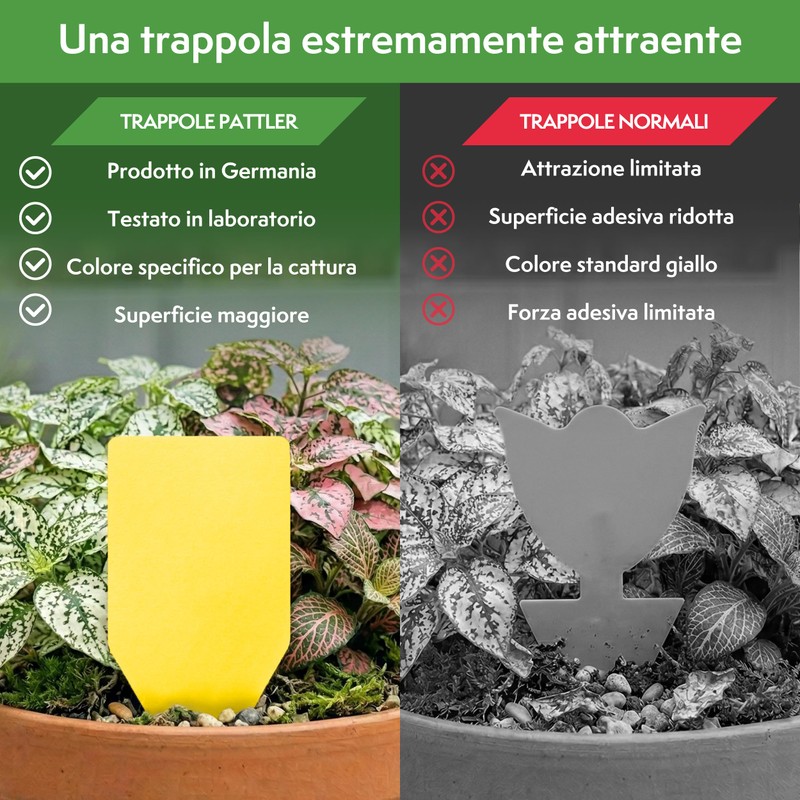 Pattler Trappola Moscerini per Piante da Interno – 30 Pezzi.