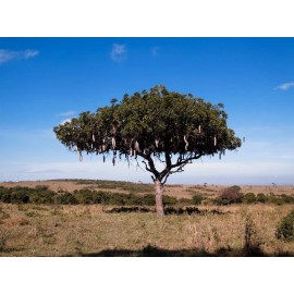 CZ Grain 10 Sausage Tree Seeds Kigelia africana