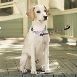 haoyueer Martingale Dog Collar - Stainless Steel Chain, No Pull Training Collar with Flower Design for Large Medium Small Dogs (L, Gold)