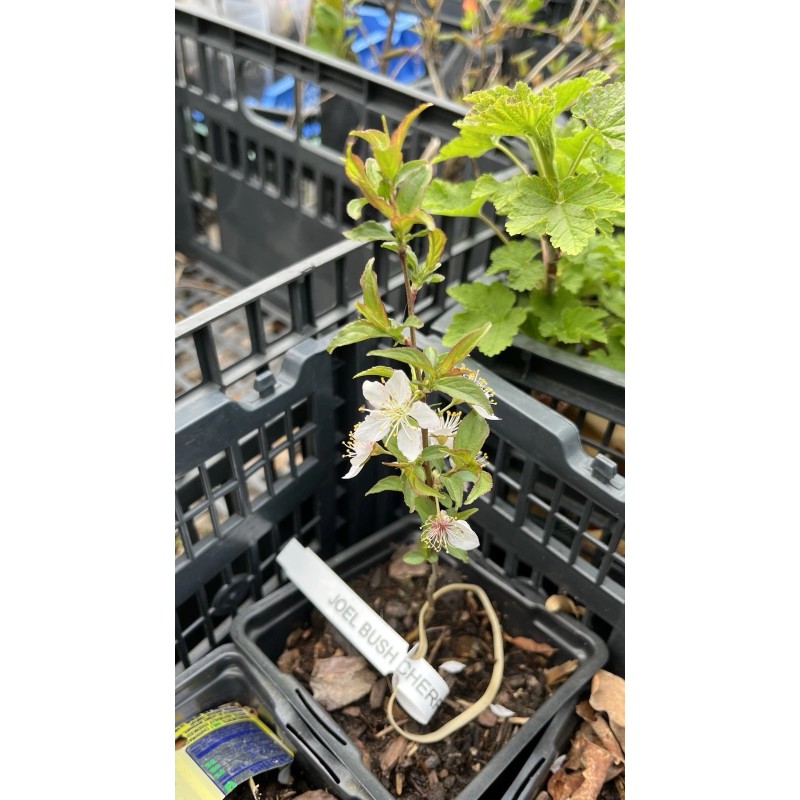 Live Tree Bush cherry Joel (Prunus japonica x Prunus jacquemontii)