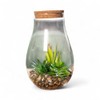 Artificial Succulent Mix in Glass with Lid 13 x 22