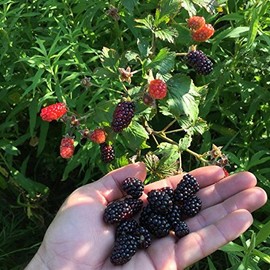 BlackBerry Seeds (Rubus allegheniensis) Packet of 150 Seeds