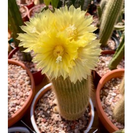 Undisclosed Seed- Notocactus leninghausii 25, 50 and 100 seeds (Harvested in 2023) - 25