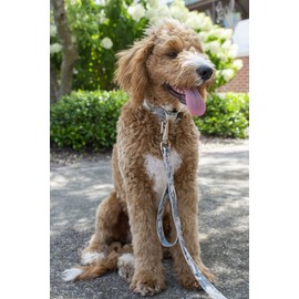 Country Brook Petz - Deluxe Mountain Viper Camo Dog Collar - Camouflage Collection with 9 Rugged Designs (1 1/2 Inch, Extra Large)