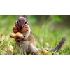 Wingfield Farm WINGFIELD-25 25 lb Virginia in Shell Animal Peanuts