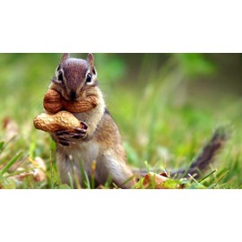 Wingfield Farm WINGFIELD-25 25 lb Virginia in Shell Animal Peanuts (25lb Bag) for Wildlife, Yellow